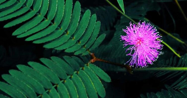 Mimosa Pudica seeds help remove parasites from the body