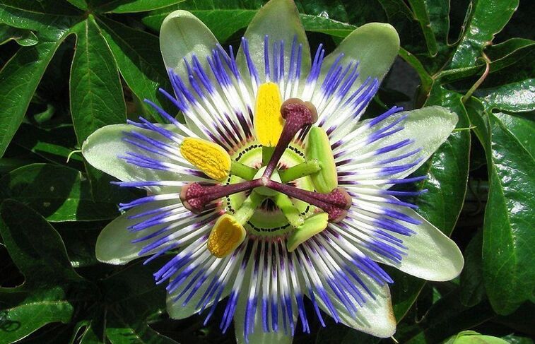 passionflower flower helps fight pests